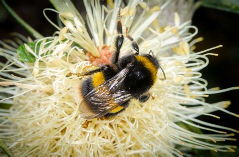 bumble bee dating australia